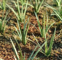 Grass tufts green